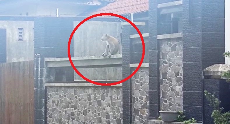 Monyet Ekor Panjang Meneror Permukiman Jalan Ileng, Warga Ketakutan