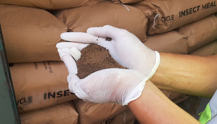 17,8 Ton Tepung Larva asal Sumut Dikirim ke Amerika Serikat, Nilai Ekspor Rp.692,6 miliar