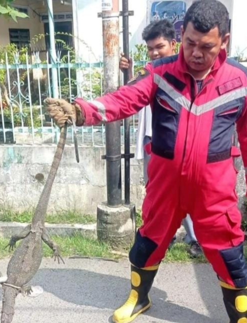 Tak Butuh Waktu Lama, Disdamkarmat Medan Evakuasi Biawak yang Masuk ke Rumah Warga