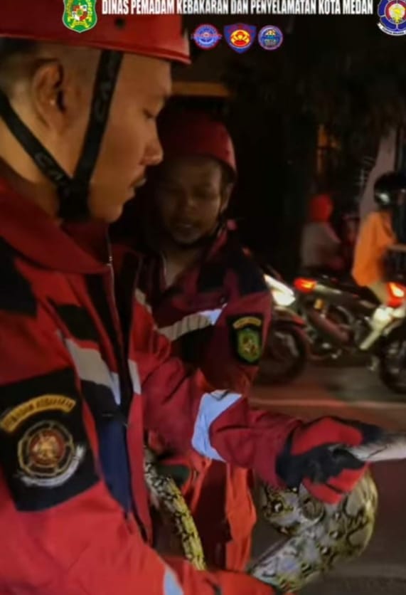 Tim Rescue Disdamkarmat Medan Evakuasi Ular dari Ventilasi Rumah Warga Tembung