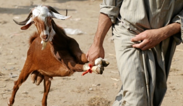 Maling Sawit yang diamankan Securiti Ternyata Pencuri 15 Ekor Kambing