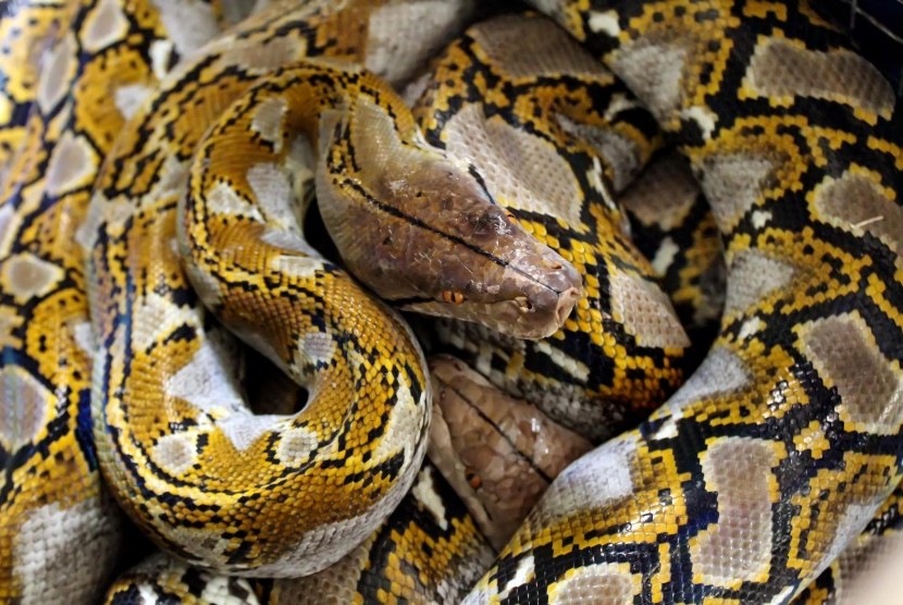 10 Ekor Ayam Hilang, Warga Tangkap Ular Piton 5 Meter
