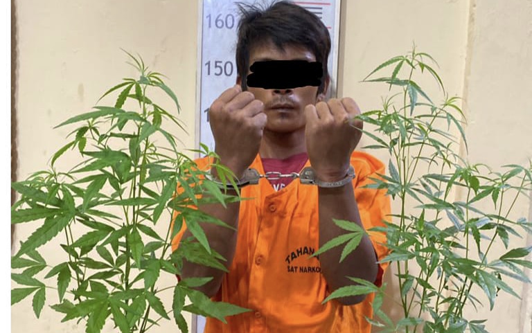 Pemuda Warga Langkat Nekat Tanam Ganja di Rumah