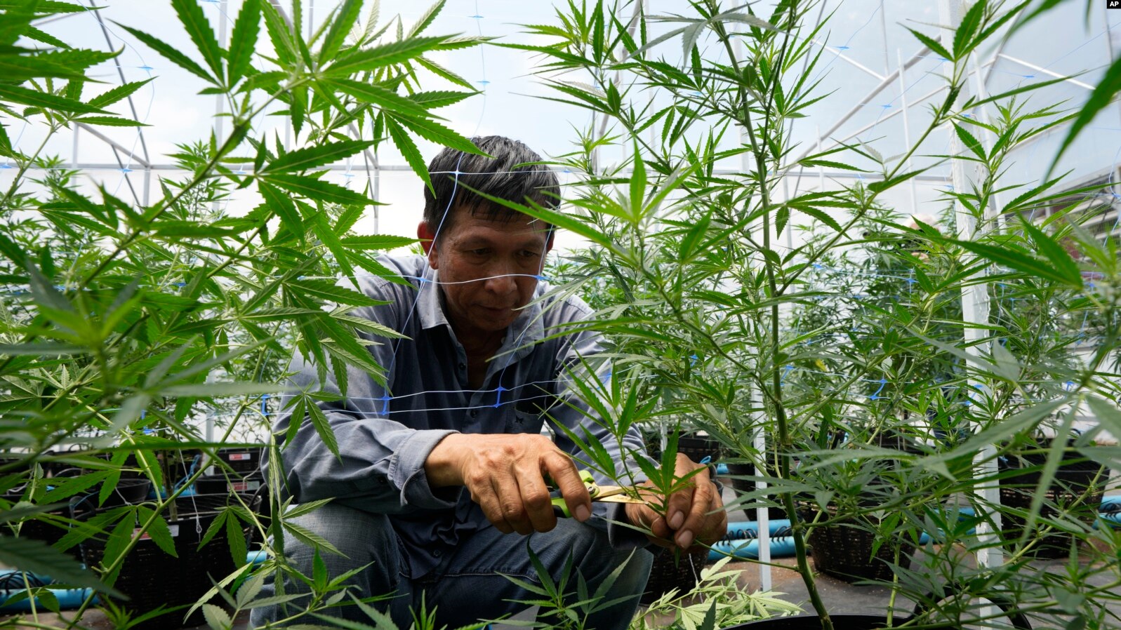 Thailand Bakal Cabut Aturan Legalisasi Ganja di Negaranya