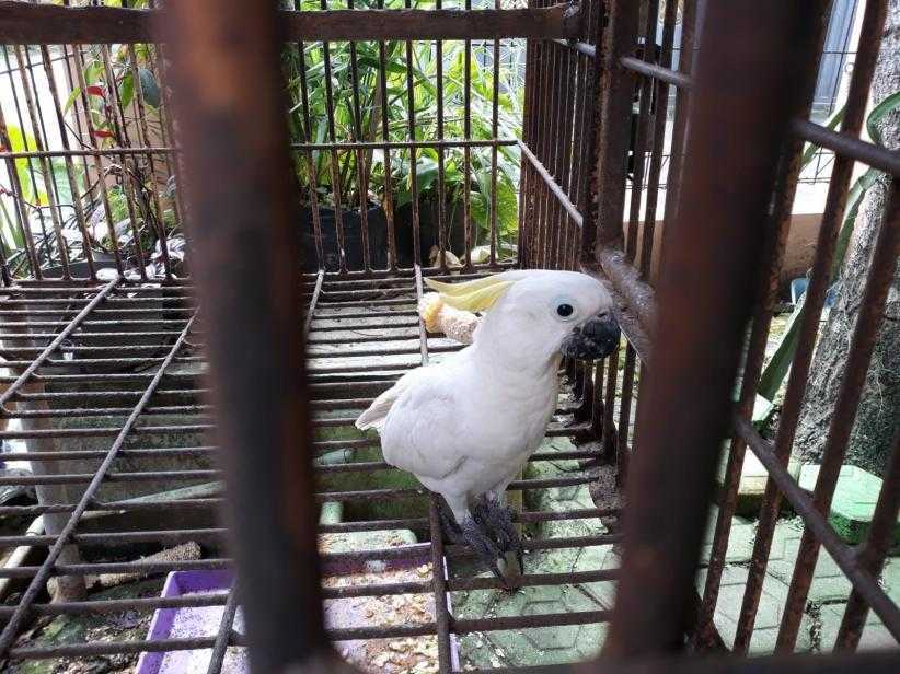 Polda Sumut Tangkap Pedagang Satwa Ilegal, Burung Kakatua Indonesia Dijual Hingga ke Thailand