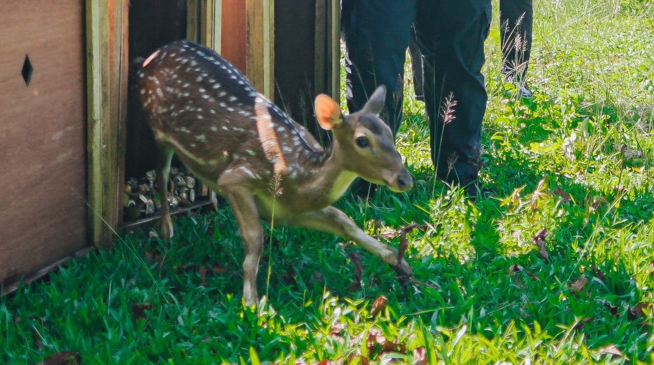 15 Ekor Rusa Totol dari Istana Kepresidenan Dilepas di Taman Cadika