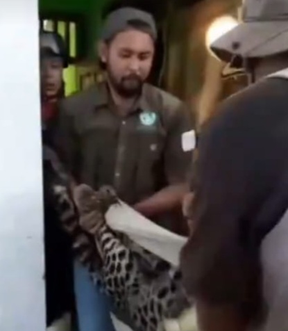 Heboh ! Hotel Anugrah Bandung Panik Didatangi Macan Tutul