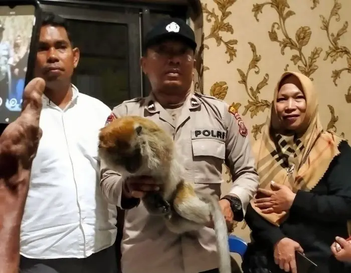 Monyet Liar yang Sering Menyerang Warga Ditembak Mati