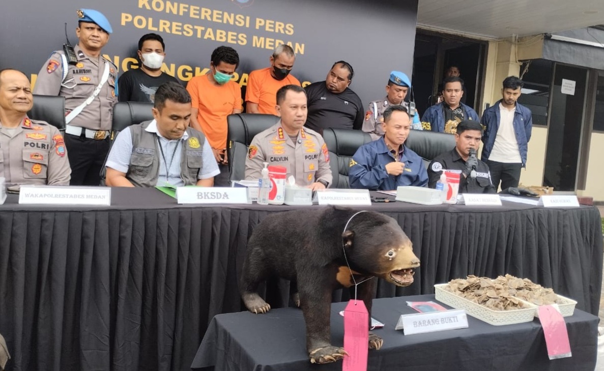 Polrestabes Medan Ungkap Perdagangan Offset Beruang Madu dan Sisik Trenggiling