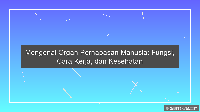 Mengenal Organ Pernapasan Manusia: Fungsi, Cara Kerja, dan Kesehatan
