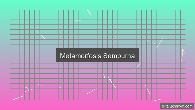 Metamorfosis Sempurna