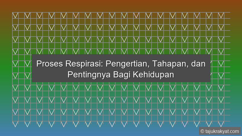 Proses Respirasi: Pengertian, Tahapan, dan Pentingnya Bagi Kehidupan