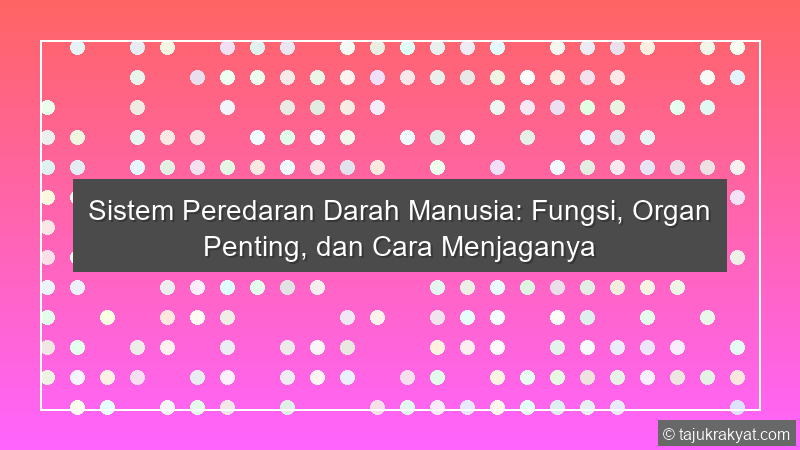Sistem Peredaran Darah Manusia: Fungsi, Organ Penting, dan Cara Menjaganya