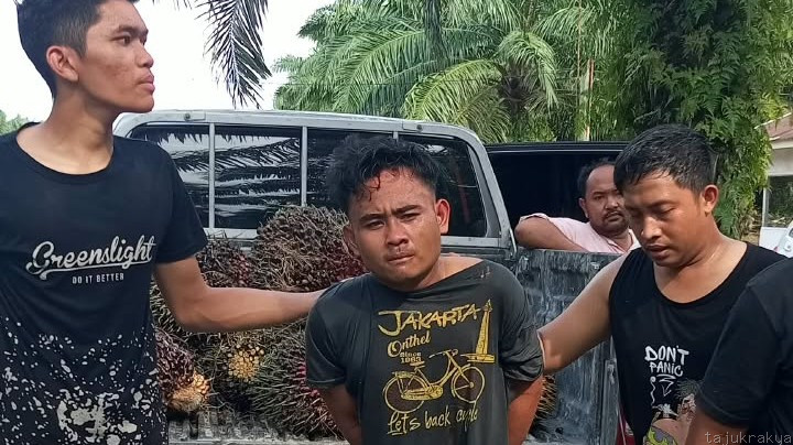 Lagi, Polsek Sunggal Tangkap Pencuri Sawit di Kebun PTPN IV Sei Semayang