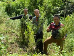 Polda Metro Jaya ‘Babat’ 11 Hektare Ladang Ganja di Kabupaten Madina Sumut