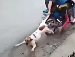 Geger Pencurian Anjing dengan Cara Diracun Lalu Diseret Naik Motor di Medan