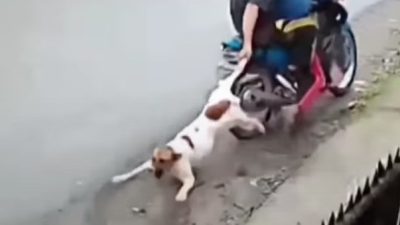 Geger Pencurian Anjing dengan Cara Diracun Lalu Diseret Naik Motor di Medan