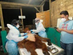 Alami Kesulitan Bernafas, Orangutan Sumatera Tewas