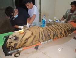 Harimau Dewi Siundul Mati