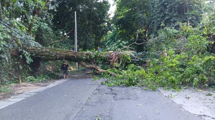 Jalur Medan-Berastagi macet total akibat adanya pohon tumbang di sekitar Desa Batu layang, Kecamatan Sibolangit, Kabupaten Deliserdang, Kamis (11/5/2023) pagi.