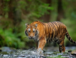 Harimau Sumatera Mangsa Sapi di Langkat, BKSDA Mulai Pasang Kandang Jebak