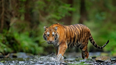 Harimau Sumatera Mangsa Sapi di Langkat, BKSDA Mulai Pasang Kandang Jebak