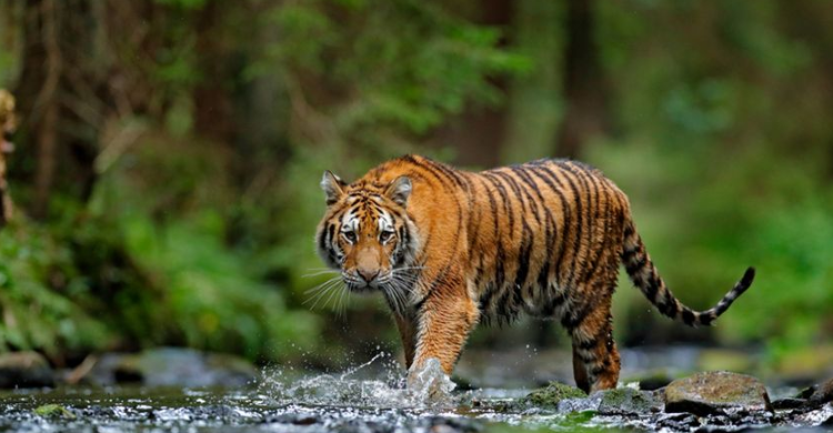 Ilustrasi Harimau Sumatera