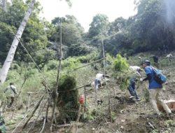 Lagi, BNN RI Temukan 1,5 Ha Ladang Ganja : 12 Ribu Batang Dimusnahkan