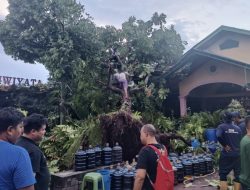 Pohon Tumbang Nyaris Timpa Rumah Warga di Medan Selayang