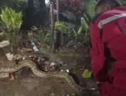 Damkarmat Kota Medan Evakuasi Ular Python dari Saluran Air Dekat Pemukiman Warga