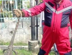 Tak Butuh Waktu Lama, Disdamkarmat Medan Evakuasi Biawak yang Masuk ke Rumah Warga