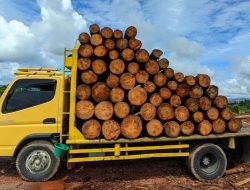 Polisi Hutan DLHK Sumut Tangkap Sopir dan Truk Pengangkut 92 Kayu Pinus Gelondongan Ilegal