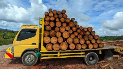 Polisi hutan DLHK Sumut menangkap sopir yang membawa truk bermuatan 92 kayu pinus gelondingan diduga hasil illegal logging