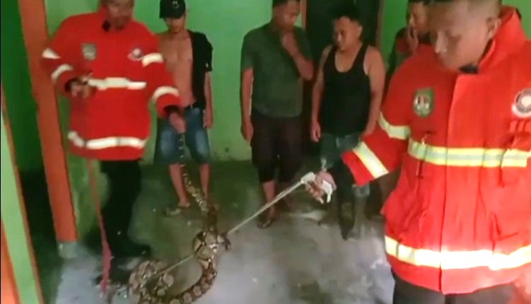 Petugas pemadam kebakaran Pemkab Asahan saat mengevakuasi ular piton di rumah warga.