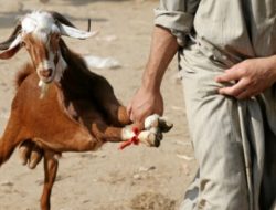 Maling Sawit yang diamankan Securiti Ternyata Pencuri 15 Ekor Kambing