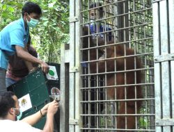 BBKSDA Lepasliarkan 6 Orangutan ke Alam Bebas