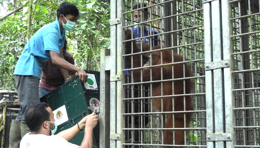 Proses pelepasliaran orangutan oleh BBKSDA Sumut.