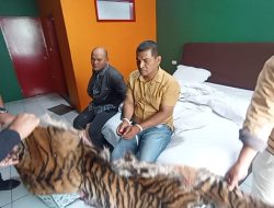 Kakak Beradik Penjual Kulit Harimau Ditangkap di Kota Padangsidimpuan