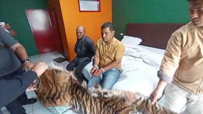 Kakak Beradik Penjual Kulit Harimau Ditangkap di Kota Padangsidimpuan