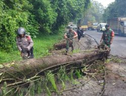 Jalur Medan-Berastagi Sempat Macet Akibat Pohon Tumbang