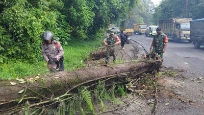 Pohon tumbang sempat mengganggu arus lalu lintas di jalan Medan-Berastagi, Sabtu (2/12/2023).