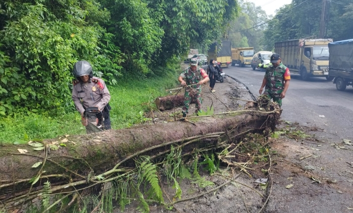 Pohon tumbang sempat mengganggu arus lalu lintas di jalan Medan-Berastagi, Sabtu (2/12/2023).