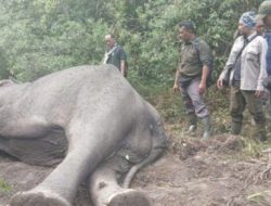 Gajah Dugul, Hewan yang Paling Ditakuti di Way Kambas Ditemukan Mati