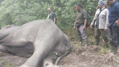 Gajah bernama Dugul ditemukan mati di kawasan Taman Nasional Way kambas, Lampung. Gajah Dugul adalah hewan yang oaling ditakuti di hutan Way Kambas.(DOK/TWNK)