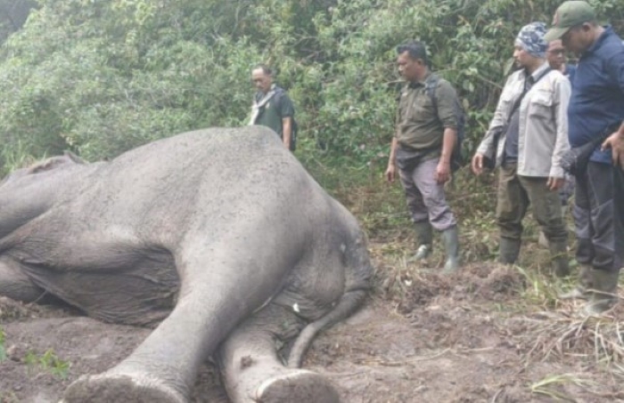 Gajah bernama Dugul ditemukan mati di kawasan Taman Nasional Way kambas, Lampung. Gajah Dugul adalah hewan yang oaling ditakuti di hutan Way Kambas.(DOK/TWNK)