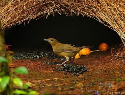 Burung MacGregor, Hewan yang Bisa Tirukan Suara Anak Bermain