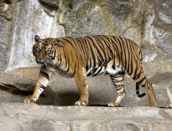 Harimau di Medan Zoo Mati Lagi, Standar Pengelolaan tak Beres