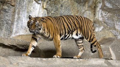 ILUSTRASI foto seekor harimau Sumatera.(Captain Herbert/Google)
