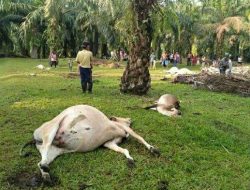 Belasan Ekor Lembu Mati Usai Makan Rumput di Lahan PTPN I Tanjung Garbus