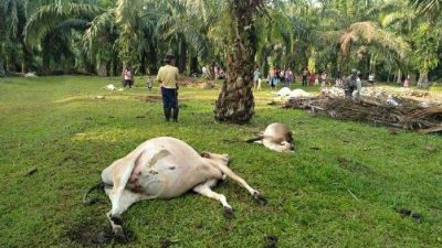 ILUSTRASI lembu mati diduga termakan racun di areal kebun